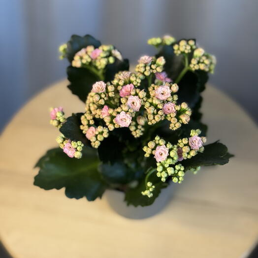 Каланхое pink