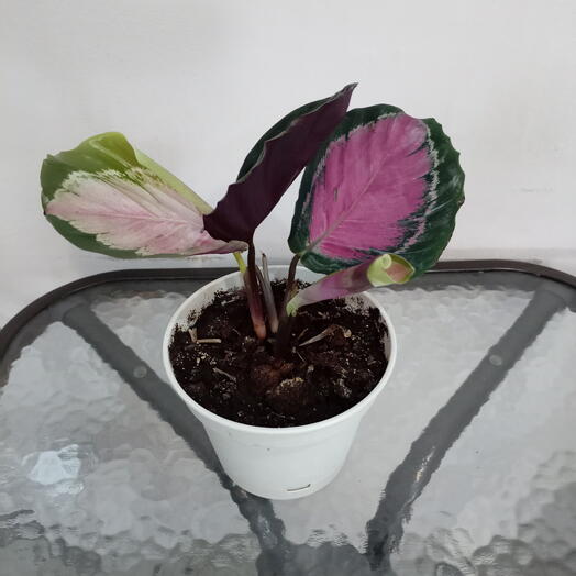 Комнатное растение Калатея