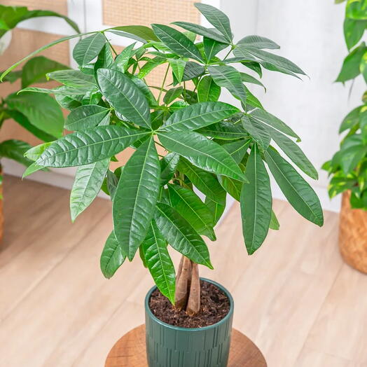 Pachira aquatica - arbolito de la felicidad ~ 25cm