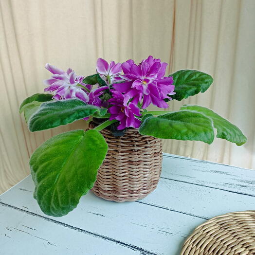 Фиалка в кашпо (*45), цветущая сенполия