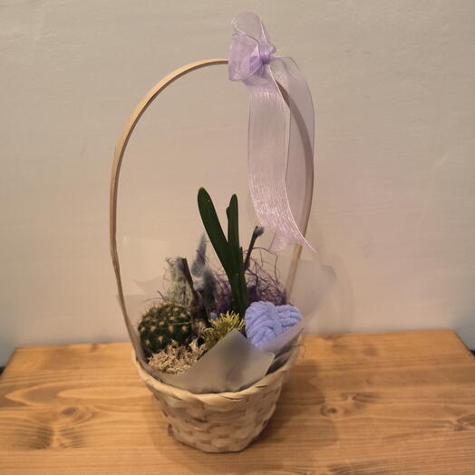 Первоцветы нарциссы на луковице и кактус в плетеной корзинке и натуральным мхом