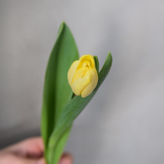 Желтый тюльпан