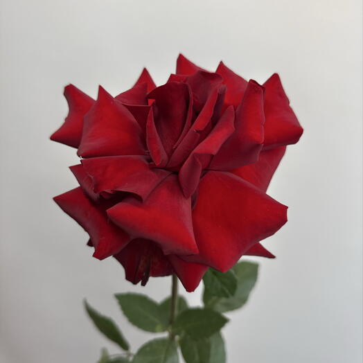 Роза 🌹 французская 1 шт