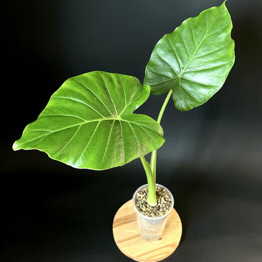 Алоказия Гагеана в минеральном грунте на фитиле