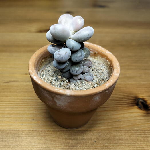 Пахифитум розовый (Pachyphytum oviferum pink moonstone)