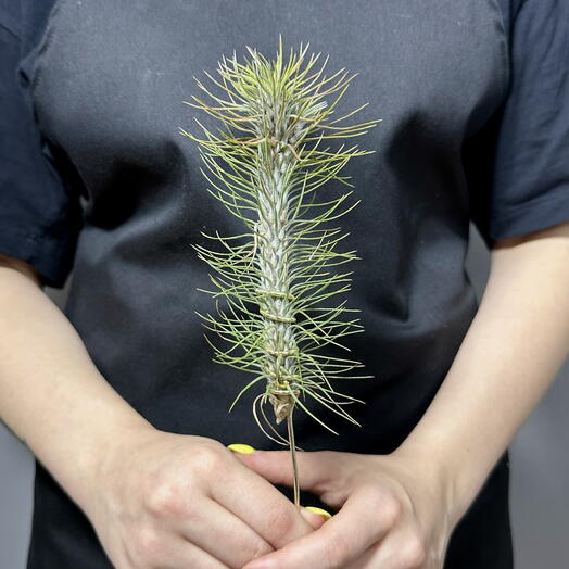 Тилландсия Фанкиана Крейзи Лав (Tillandsia Funckiana Crazy Love)
