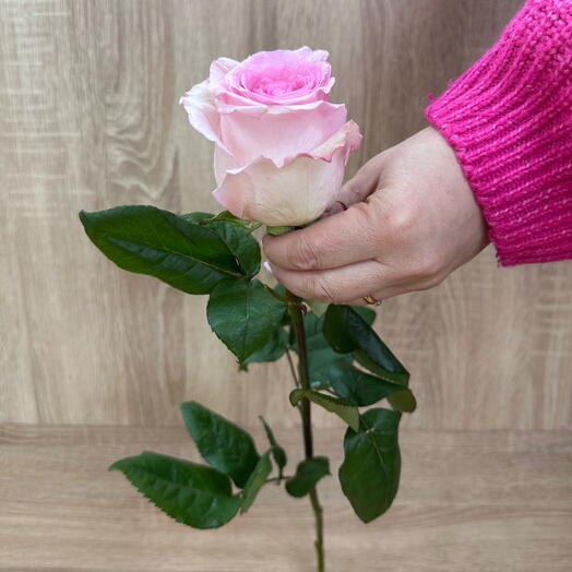 Роза Эквадор 🌸