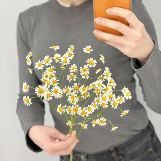 Танацетум (ромашка кустовая, матрикария)💛