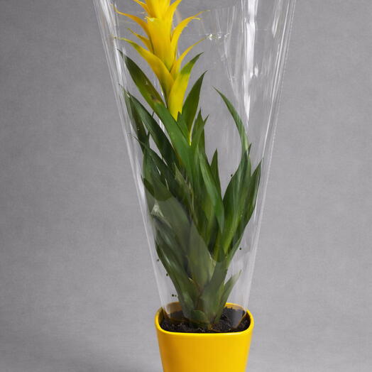 Гузмания желтая