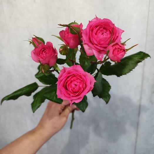 Кустовая роза Pink Dimensions 50 см