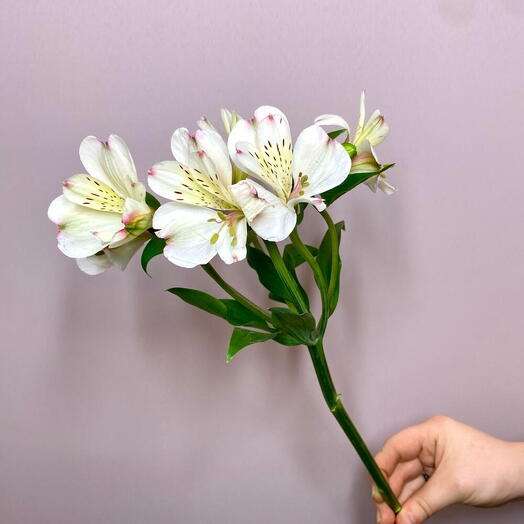 💌Улыбка лета 003
