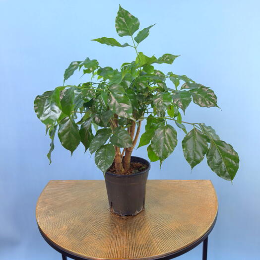 Радермахера Green Treasure