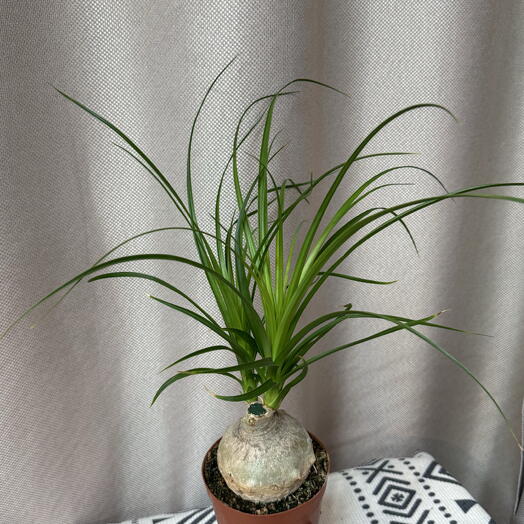 Нолина. Бутылочное дерево. Nolina Recurvata. Beaucarnea