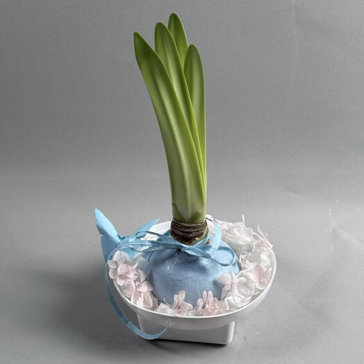 Луковица амариллиса в голубом воске в нежном подарочном оформлении