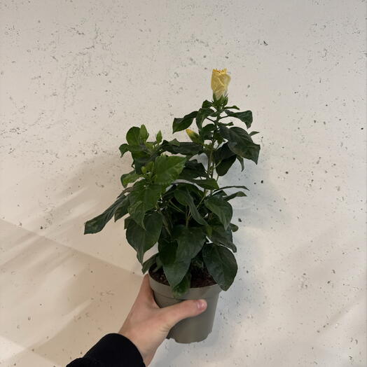 Гибискус 🌺