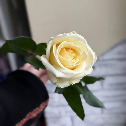 Роза 60 см белая