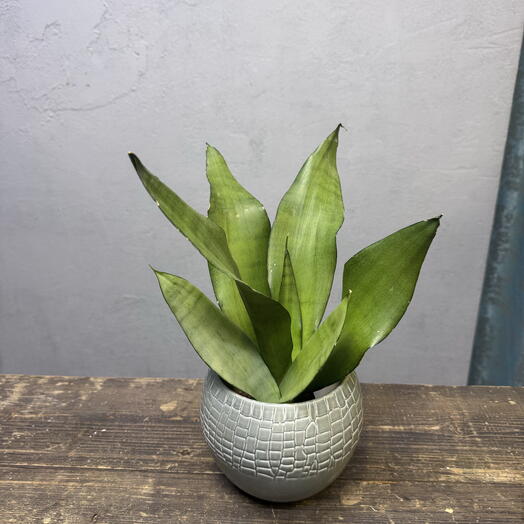 Комнатное растение Сансевиерия Муншайн (Sansevieria Moonshine)