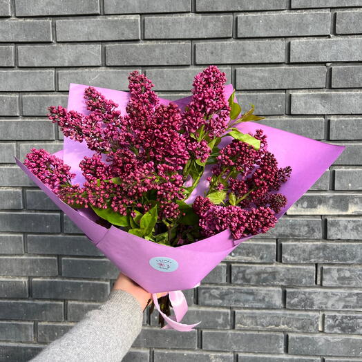 Lilac S