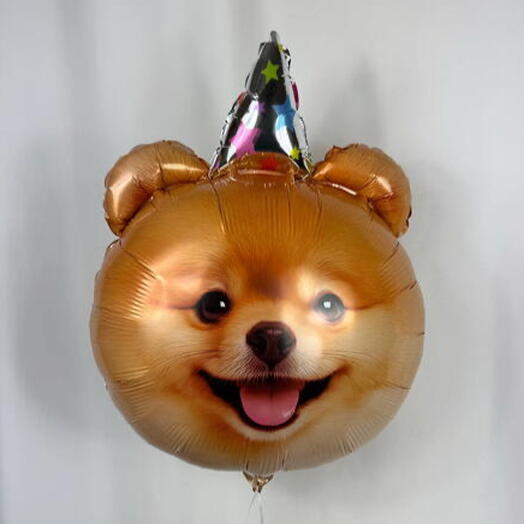 Воздушный шар щенок собака в колпачке гелий. Helium balloon puppy in hat