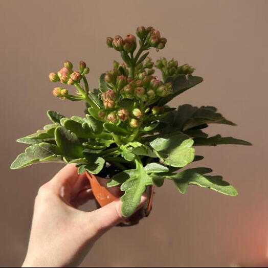 Каланхоэ