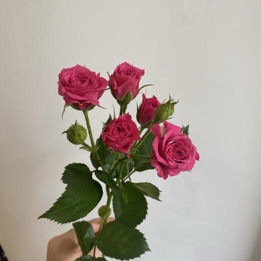 Роза кустовая Pink Dimension