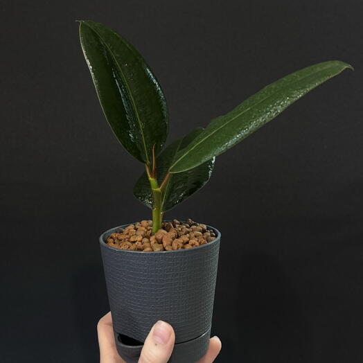 🌿 Фикус Эластика