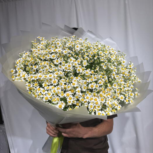 Ромашки полевые