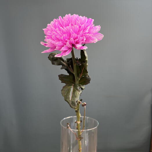Хризантема розовая 🌸