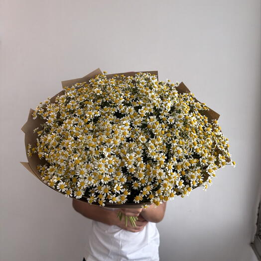 Ромашка куставая