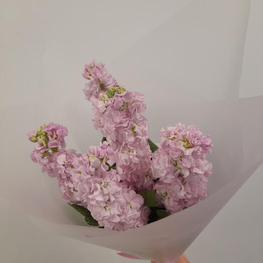 Букет из розовой маттиолы — ароматный нежный подарок S