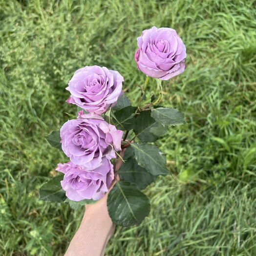 Роза куст. «блу апплаус»