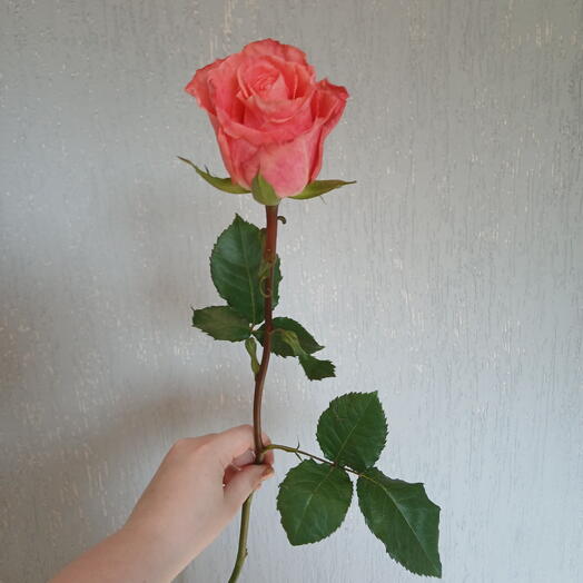 Коралловая роза поштучно