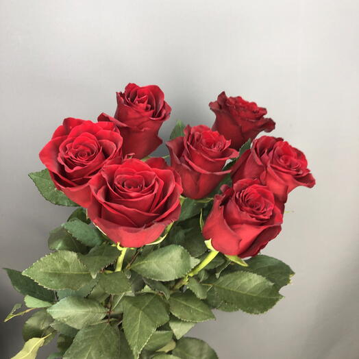 Букет бордовых роз под ленту🌹🌹🌹🌹🌹🌹🌹🌹