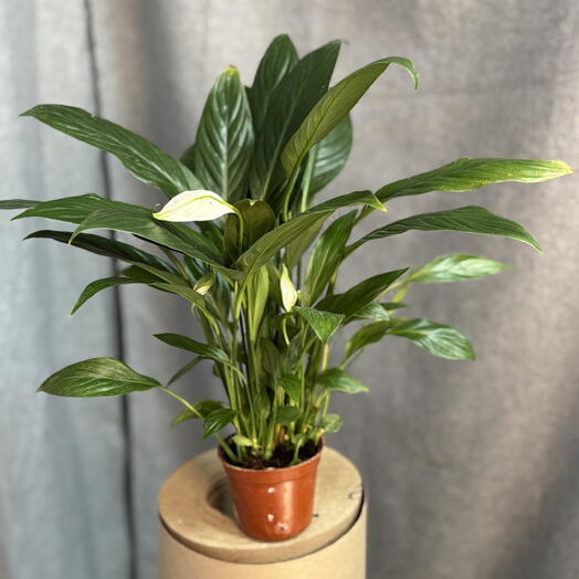 Спатифиллум 🌱