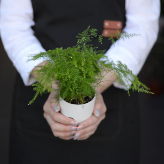 Аспарагус сетацеус (Asparagus setaceus), аспарагус перистый или спаржа перистая