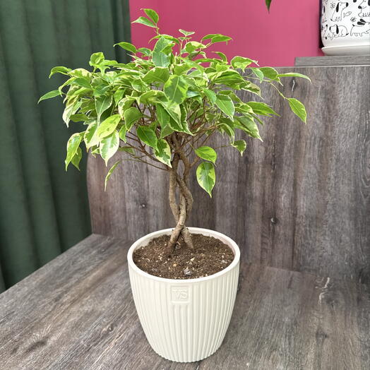 Фикус bushy king в кремовом горшочке