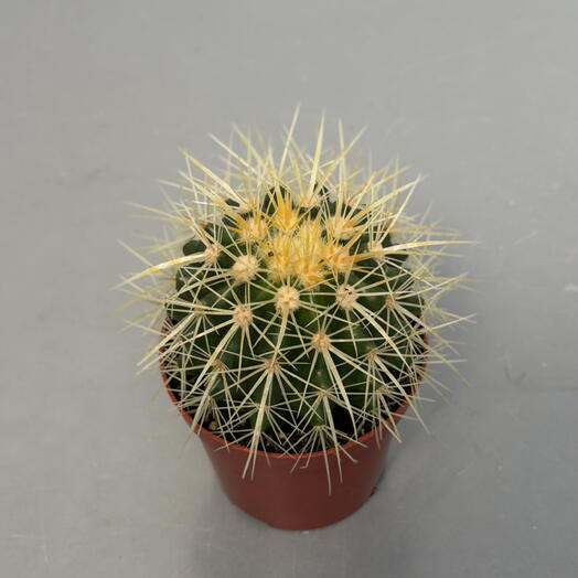 КАКТУС (ECHINOCACTUS)
GRUSONI