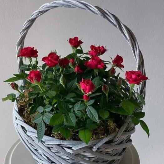 Корзина с розами Кордана