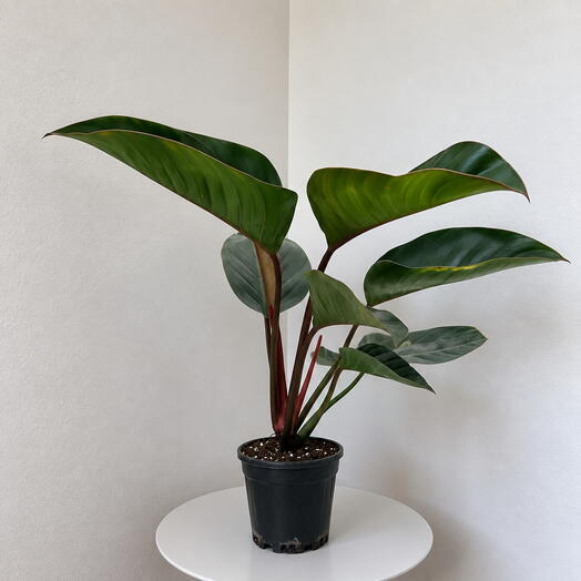 Philodendron ‘Rojo Congo  – Bold Tropical Elegance