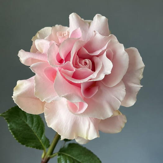 Роза Pink Mondial