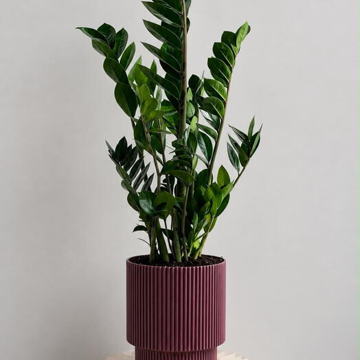 Zamioculcas🌿