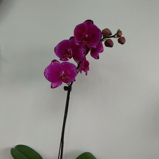 Орхидея Фаленопсис Purple Rose