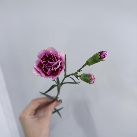 Кустовые гвоздики фиолетовые