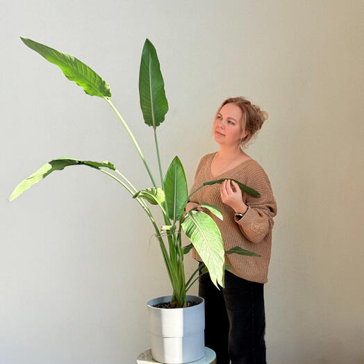Стрелиция Николая (Strelitzia nicolai), она же «белая райская птица» или White Bird of Paradise