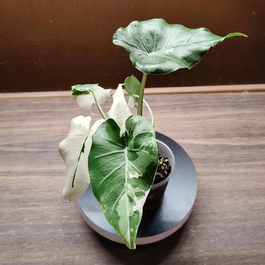 Алоказия Odora Okinawa Silver Albo var