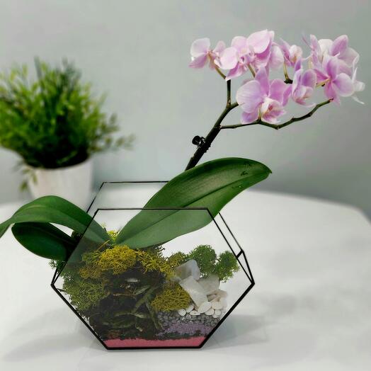 Orchidarium