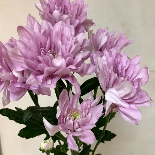 Baltic chrysanthemum bush