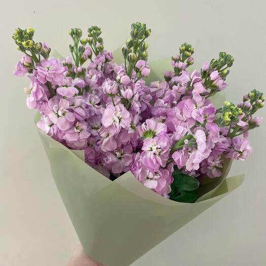 Моно из ароматной маттиолы