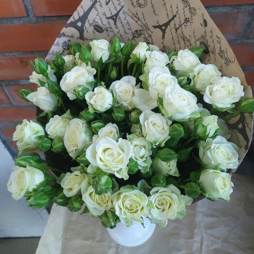 "SNOWFLAKE" 7 bush roses