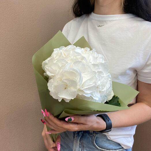 Hortensia Blanca